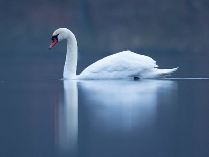Mute Swan (Cygnus olor), Mecklenburg-Western Pomerania, Germany