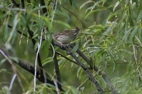 Black-faced Bunting (Emberiza spodocephala) female, Onon River, Mongolia
