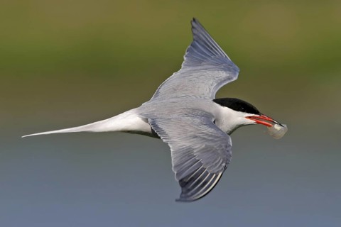 Common Tern (Sterna hirundo) flying, Noordholland, Netherlands