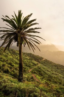 Landscape with mountains and palm trees on the north-west coast of La Gomera at the golden hour. A