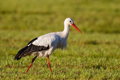 White Stork (Ciconia ciconia) foraging, North Rhine-Westphalia, Germany