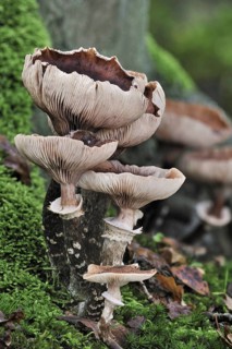 Dark honey fungus (Armillaria solidipes) (Armillaria ostoyae) in autumn forest
