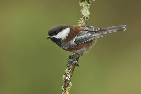 Chestnut-backed Chickadee (Poecile rufescens), British Columbia, Canada
