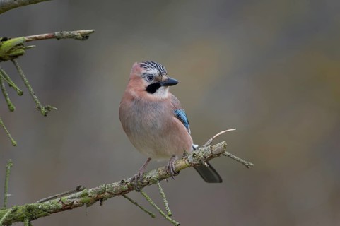 Eurasian Jay (Garrulus glandarius), Saxony, Germany