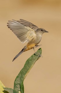 Say's Phoebe (Sayornis saya) perched on a branch, California, USA