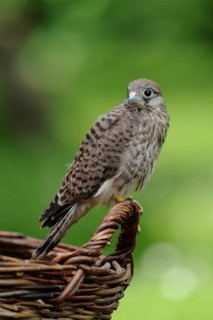 Common Kestrel (Falco tinnunculus) juvenile perched on a basket, North Rhine-Westphalia, Germany