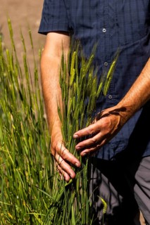 Experimental field with einkorn wheat (Triticum monococcum) at the Leibniz Institute of Plant