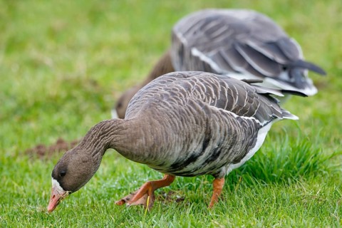 Greater White-fronted Goose (Anser albifrons) foraging, North Rhine-Westphalia, Germany