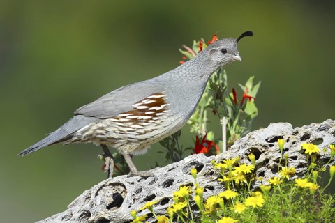 Gambel's Quail Callipepla gambelii Tucson, Arizona, United States 29 March Adult Female on cholla
