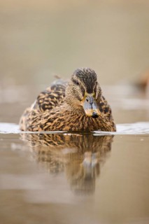 Wild duck (Anas platyrhynchos) female swimming on a lake, Bavaria, Germany