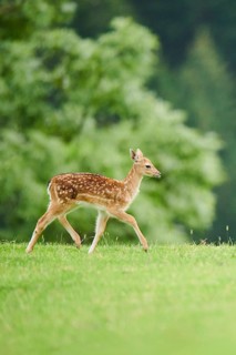 European fallow deer (Dama dama) mother with her fawn walking on a meadow, tirol, Kitzbühel,