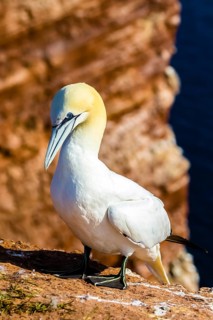 Northern gannet (Morus bassanus), Heligoland Island, Schleswig-Holstein