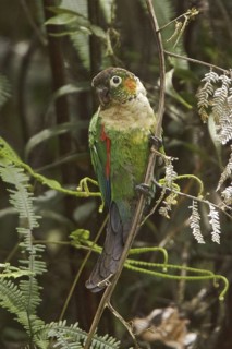 White-breasted Parakeet (Pyrrhura albipectus), Ecuador
