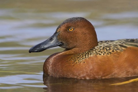 Cinnamon Teal (Spatula cyanoptera) male, Texas, USA
