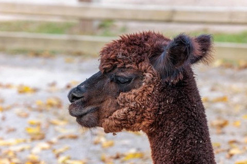 Alpaca at the Chattanooga Zoo in Chattanooga, Tennessee