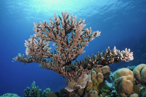 Pharaoh's antler coral (Acropora pharaonis)
