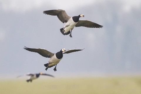 Barnacle Goose (Branta leucopsis) flying, Netherlands