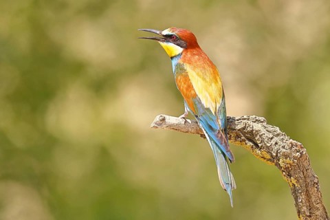 European bee-eater (Merops apiaster) sitting on a branch covered with green lichen, dorsal view,