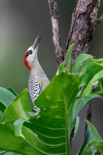 West Indian Woodpecker (Melanerpes superciliaris) perched on a branch in Cuba