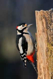 Great Spotted Woodpecker (Dendrocopos major) male perched on a tree stump, North Rhine-Westphalia,
