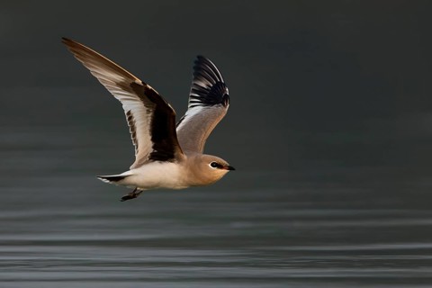 Small Pratincole (Glareola lactea) flying, Darjeeling, India