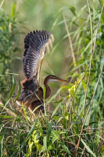 Purple Heron (Ardea purpurea) juvenile in reedbed, Baden-Wuerttemberg, Germany