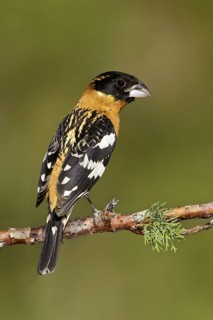 Black-headed Grosbeak (Pheucticus melanocephalus) male, Arizona, USA