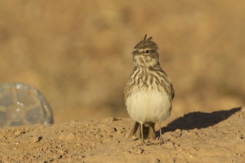 Thekla Lark (Galerida theklae), Morocco