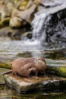 Two oriental small-clawed otter or Asian small-clawed otter (Aonyx cinerea), lying on a rock