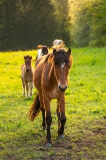 Icelandic horses in a pasture. Front horse brown with black mane. Evening, golden hour, backlight.