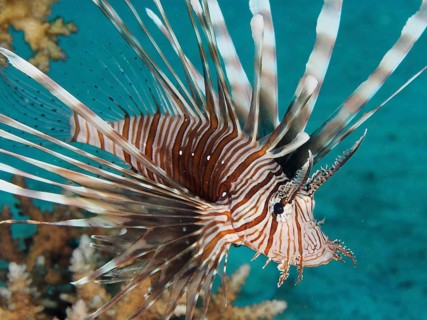 Common lionfish (Pterois miles)