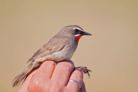Siberian Rubythroat (Calliope calliope) male held during ringing, Lake Hovsgol, Mongolia