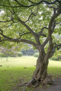 Smooth japanese maple (Acer palmatum), Tokyo Botanical Garden, Tokyo, Honshu, Japan