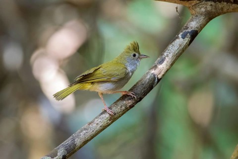 White-bellied Erpornis (Erpornis zantholeuca) perched on branch, Di Linh, Vietnam
