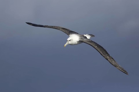 Shy Albatross (Thalassarche cauta) flying, Victoria, Australia