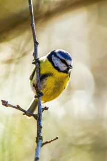 Blue Tit, Cyanistes Caeruleus