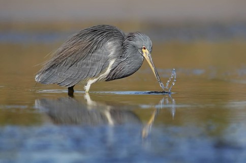 Tricolored Heron (Egretta tricolor), Florida, USA