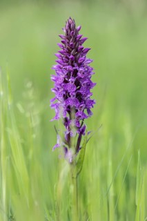 Moorland spotted orchid (Dactylorhiza maculata), Emsland, Lower Saxony, Germany