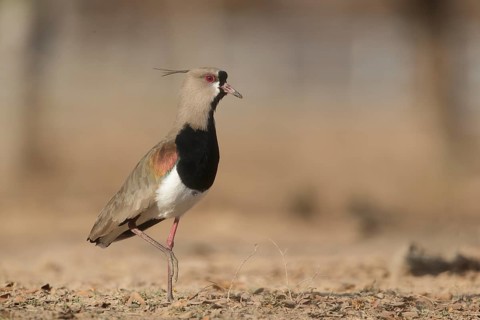 Southern Lapwing (Vanellus chilensis), Pantanal, Brazil