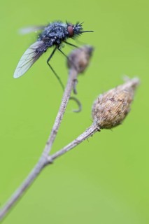 Black woolly hoverfly, bumblebee hoverfly, mourning fly, insect, close-up, (Bombylella atra),