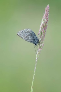 Icarusblauwtje, Common Blue, Polyommatus icarus