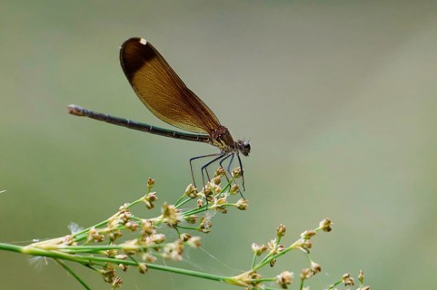 Close up of a zygoptera perched gracefully on a delicate plant near a serene river. Its transparent