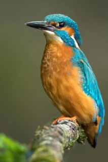 Common Kingfisher (Alcedo atthis) male perched on a branch, Lower Saxony, Germany