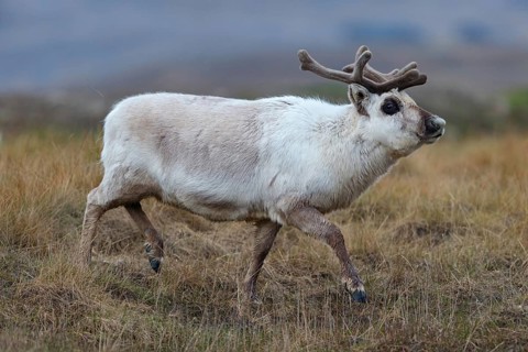 Reindeer, Ren, (Rangifer tarandus), Spitsbergen-Ren, Norway, Spitsbergen, Longyearbyen, Svalbard /