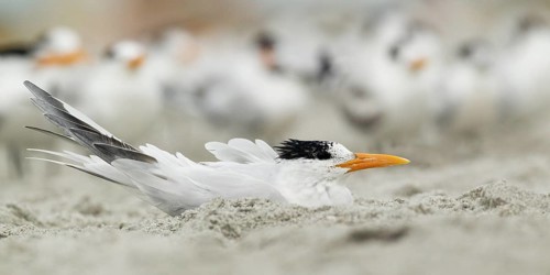 Royal Tern (Thalasseus maximus), Florida, USA