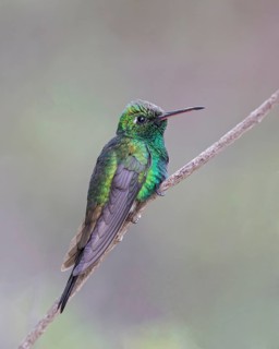 Cuban Emerald (Chlorostilbon ricordii) male perched on a branch, Cuba