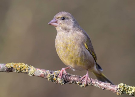 European Greenfinch (Chloris chloris) female perched on a branch, Lower Saxony, Germany
