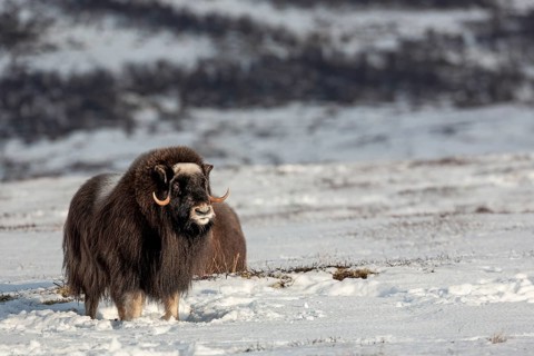 A musk ox cow (Ovibos moschatus) has finished resting and looks attentively in my direction,
