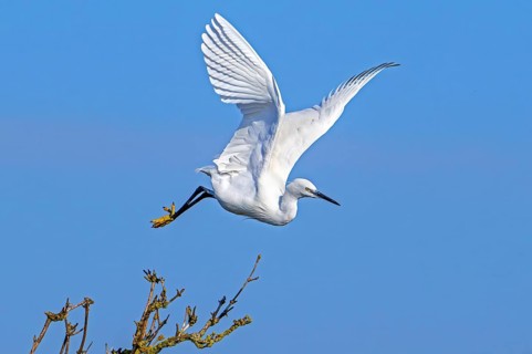Little egret (Egretta garzetta) in flight, taking off from tree in late winter, early spring