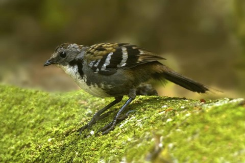 Australian Logrunner (Orthonyx temminckii) male, Queensland, Australia